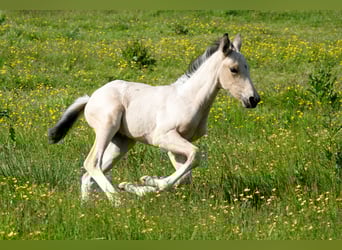 Mangalarga Marchador, Hingst, Föl (05/2023), 155 cm, Pinto