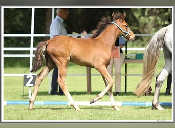 Mangalarga Marchador, Hingst, Föl (05/2023), 156 cm, Brun