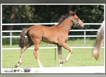 Mangalarga Marchador, Hingst, Föl (05/2023), 156 cm, Brun