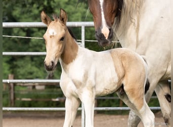 Mangalarga Marchador, Hingst, Föl (06/2024), Pinto