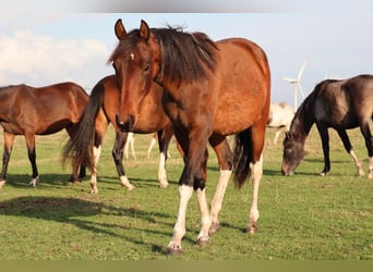 Mangalarga Marchador, Hongre, 2 Ans, 152 cm, Pinto