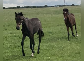 Mangalarga Marchador, Hongre, 2 Ans, 155 cm, Gris noir