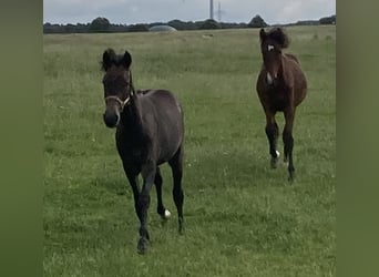 Mangalarga Marchador, Hongre, 2 Ans, 155 cm, Gris noir