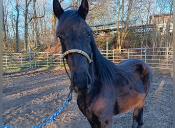 Mangalarga Marchador Croisé, Hongre, 3 Ans, Noir