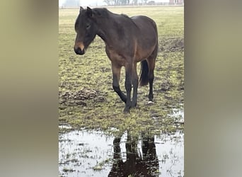 Mangalarga Marchador, Hongre, 4 Ans, 156 cm, Rouan Bleu