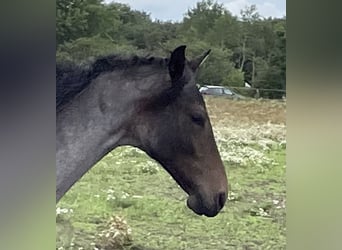 Mangalarga Marchador, Hongre, 4 Ans, 156 cm, Rouan Bleu