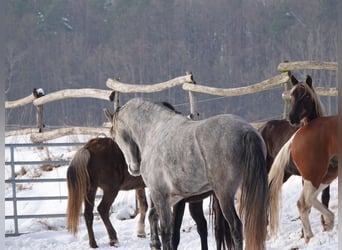 Mangalarga Marchador, Hongre, 5 Ans, 157 cm, Gris pommelé