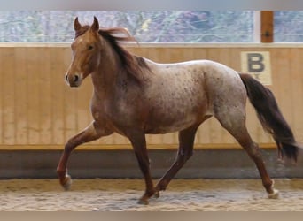 Mangalarga Marchador, Hongre, 5 Ans, 158 cm, Rouan Rouge