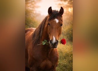 Mangalarga Marchador, Hongre, 5 Ans, 160 cm, Tobiano-toutes couleurs