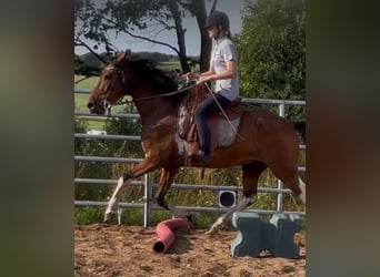 Mangalarga Marchador, Hongre, 8 Ans, 150 cm, Tobiano-toutes couleurs