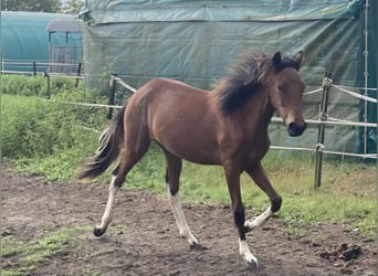 Mangalarga Marchador, Jument, 1 Année, 152 cm, Pinto