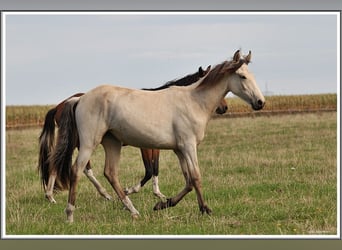 Mangalarga Marchador, Jument, 1 Année, 153 cm, Buckskin