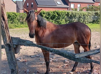 Mangalarga Marchador, Jument, 2 Ans, 148 cm, Bai cerise