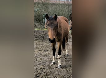 Mangalarga Marchador, Jument, 2 Ans, 152 cm, Pinto