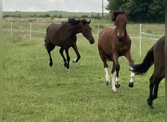 Mangalarga Marchador, Jument, 2 Ans, 152 cm, Pinto