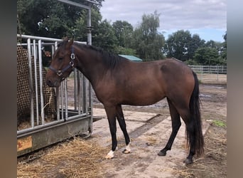 Mangalarga Marchador, Jument, 2 Ans, 153 cm, Bai