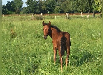 Mangalarga Marchador, Jument, 2 Ans, 153 cm, Bai