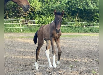 Mangalarga Marchador, Jument, 2 Ans, 155 cm, Bai