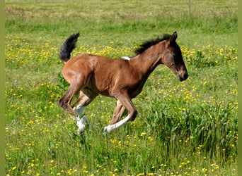 Mangalarga Marchador, Jument, 2 Ans, 155 cm, Bai