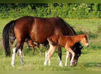 Mangalarga Marchador, Jument, 2 Ans, 155 cm, Bai