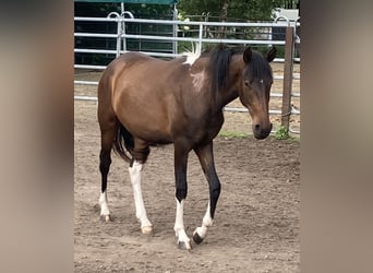 Mangalarga Marchador, Jument, 2 Ans, 155 cm, Pinto