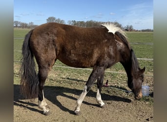 Mangalarga Marchador, Jument, 2 Ans, 155 cm, Pinto