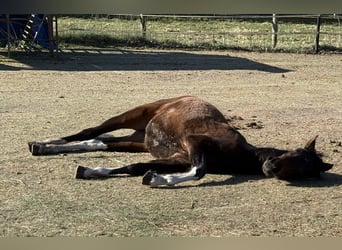 Mangalarga Marchador, Jument, 2 Ans, 155 cm, Pinto