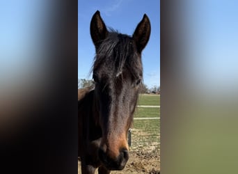 Mangalarga Marchador, Jument, 2 Ans, 155 cm, Pinto