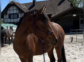 Mangalarga Marchador, Jument, 3 Ans, 152 cm, Bai