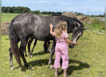 Mangalarga Marchador, Jument, 3 Ans, 152 cm, Gris pommelé
