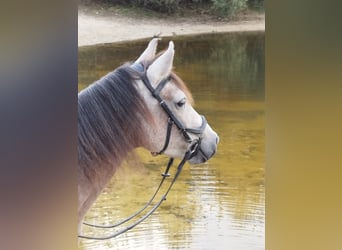 Mangalarga Marchador, Jument, 5 Ans, 147 cm, Aubère