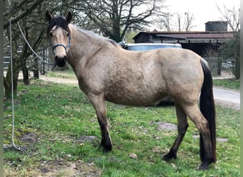 Mangalarga Marchador, Jument, 5 Ans, 155 cm, Buckskin