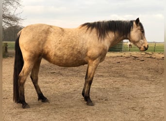 Mangalarga Marchador, Jument, 5 Ans, 155 cm, Buckskin