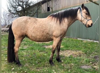 Mangalarga Marchador, Jument, 5 Ans, 155 cm, Buckskin