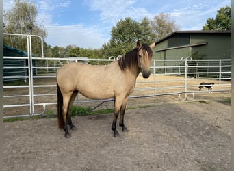 Mangalarga Marchador, Jument, 5 Ans, 155 cm, Buckskin