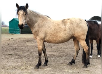 Mangalarga Marchador, Jument, 5 Ans, 155 cm, Buckskin