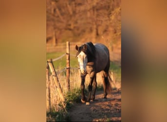 Mangalarga Marchador, Jument, 7 Ans, 149 cm, Gris
