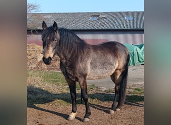 Mangalarga Marchador, Jument, 8 Ans, 149 cm, Buckskin