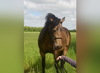 Mangalarga Marchador, Jument, 8 Ans, 149 cm, Buckskin