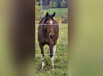 Mangalarga Marchador, Jument, 9 Ans, 140 cm, Pinto