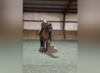 Mangalarga Marchador, Klacz, 11 lat, 153 cm, Gniada