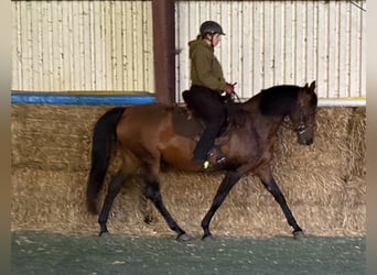 Mangalarga Marchador, Klacz, 11 lat, 153 cm, Gniada
