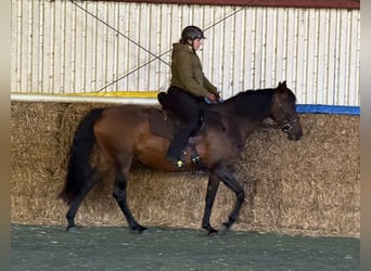 Mangalarga Marchador, Klacz, 11 lat, 153 cm, Gniada