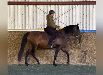 Mangalarga Marchador, Klacz, 11 lat, 153 cm, Gniada