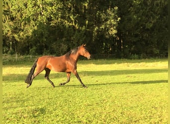 Mangalarga Marchador, Klacz, 17 lat, 155 cm, Gniada