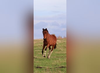 Mangalarga Marchador, Klacz, 2 lat, 152 cm, Srokata