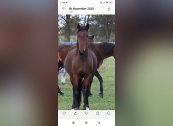 Mangalarga Marchador, Klacz, 2 lat, 153 cm, Gniada