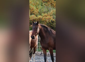 Mangalarga Marchador, Klacz, 2 lat, 153 cm, Gniada