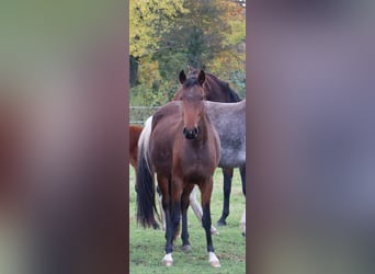 Mangalarga Marchador, Klacz, 3 lat, 153 cm, Gniada