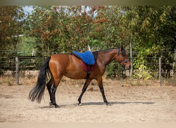 Mangalarga Marchador, Klacz, 4 lat, 147 cm, Gniada